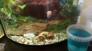 Как я делаю корм для мальков петушка