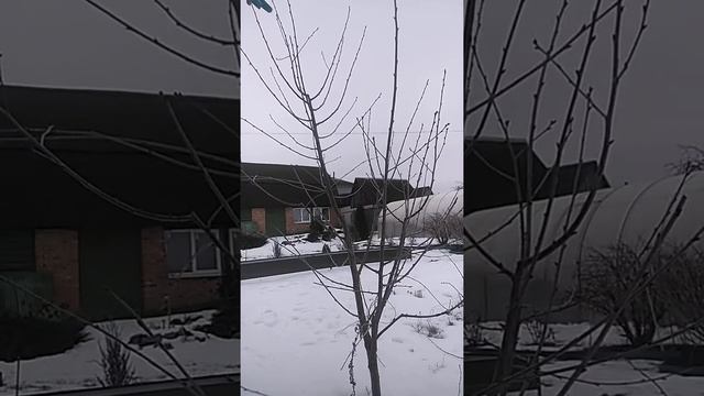 Обрезка вишни зимой. Обрезка сада. Обрезка косточковых