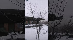 Обрезка вишни зимой. Обрезка сада. Обрезка косточковых