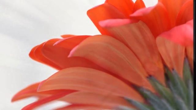 НАТАЛЬЯ ЗЕНКОВА - МАМА МОЯ ДОРОГАЯ смотреть онлайн