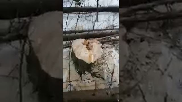 Валка леса у ЛЭП смотреть онлайн