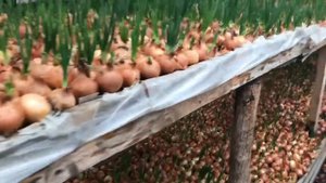 Лук на перо. Как устроены стеллажи. Dow on feather - green gold..mp4