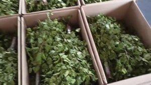 Укладываем веники в коробки по 10 шт.