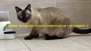 CatNFit V2.0 - Первый в мире полностью автоматический тренажерный комплекс для кошек