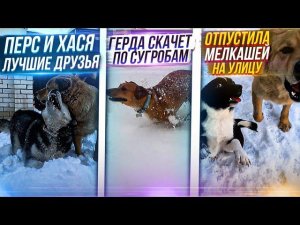Переселила щенят на Улицу к остальным. Собаки СЧАСТЛИВЫ. Утренние работы, накормить, убрать и пр...