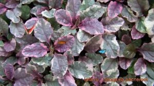 Живучка ползучая Бургунди Глоу (burgundy glow) ? обзор: как сажать, рассада живучки Бургунди Глоу