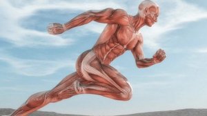 Самая сильная мышца в человеческом теле