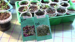 06 02 24 г. Как чувствуют себя наши растения.  Посадка цветов Колеус, остеоспермум, лобулярия, цинии