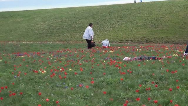 Цветение диких тюльпанов. Фестиваль "Воспетая степь"