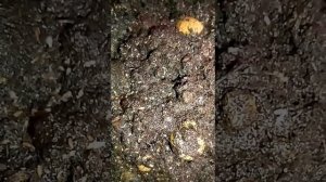 Колокольчик карпатский из семян. Посев и всходы?Эксперимент 1