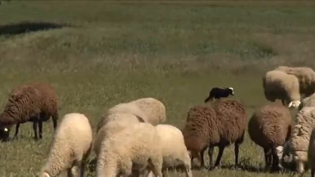 Планета Собак 20 Выпуск - Галько (Испания) / 2013 смотреть онлайн