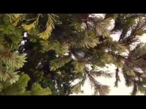 Школа травоведения - Занятие № 14(2) ПИХТОВАЯ ВОДА - лечение простатита