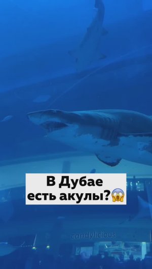 Туристы нашли акул в Дубае 😮🦈