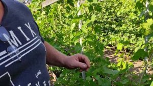 Удаление пасынков на винограде. Июль