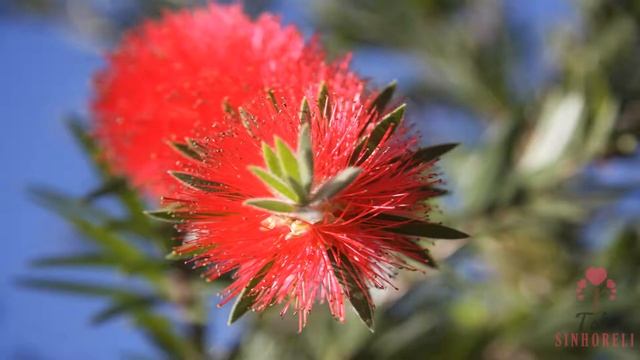 Canon 40D - Photos Test - EFS 17-85mm смотреть онлайн