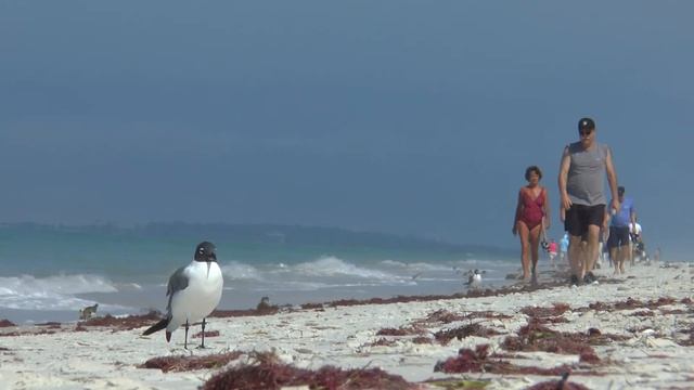 More Beach - HC-X920 смотреть онлайн