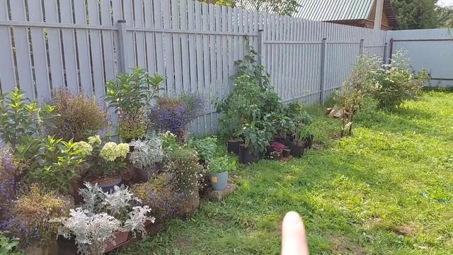 Марш-бросок дачника выходного дня // Уборка, сборка урожая, обрезка, перестановка смотреть онлайн