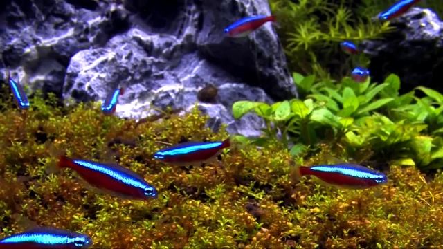 100 cardinal tetra in an aquascaping tank смотреть онлайн