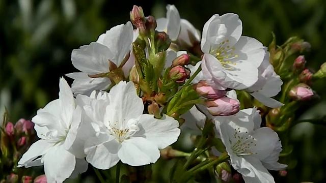 Prunus serrulata Amanogawa смотреть онлайн