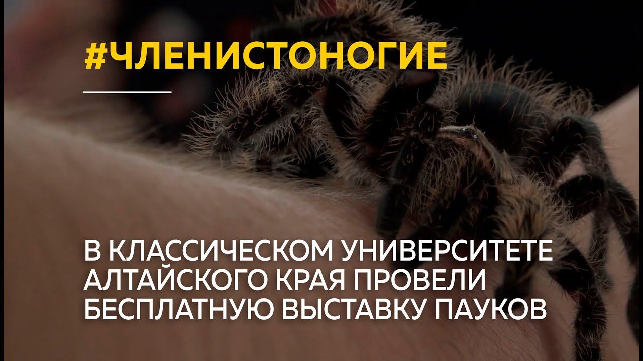 Бесплатную выставку пауков провели в классическом университете Алтайского края