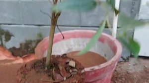 How to prepare potting mixture in malayalam