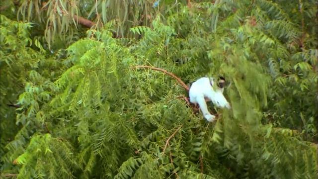 The Lemur Island | Go Wild смотреть онлайн