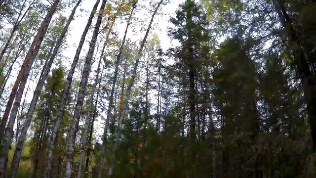 Охота на рябчиков! Продолжение сезона 2018г! смотреть онлайн