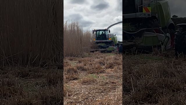 Miscanthus Giganteus Harvest NZ