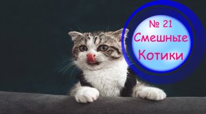 Котики Смешные?№ 21