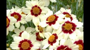 "Солнечный Кареопсис"