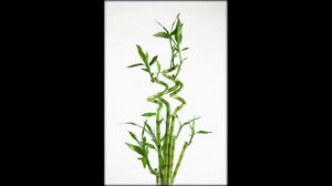 Бамбук драцена счастливый бамбук