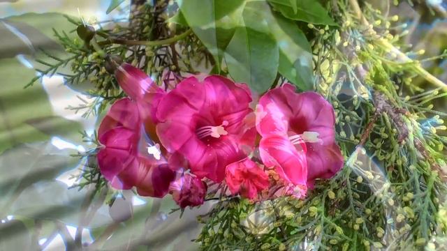 Cardinals Creeper смотреть онлайн