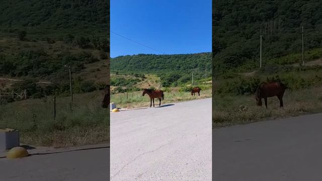 Тарках. ТАРКИ. Арслан Акаев. Махачкала. Дагестан.