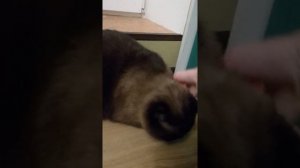 Эксперимент с кошкой! Реакция на звук расчёски...