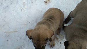 Щенки кангала 2 мес. 3 дня