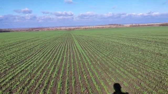Озимая пшеница по колосовому предшественнику Таня. Ростовская область. Видео от нашего друга.