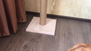 Когтеточка для кошки с валдберис