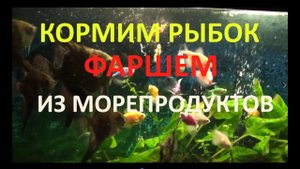 Питательный корм для рыбок своими руками. Кормим рыбок фаршем собственного изготовления.