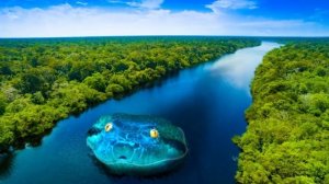 Почему На Амазонке Нет Мостов?