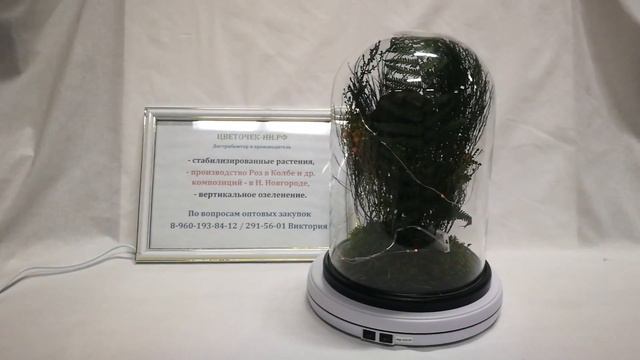 Бордовые пионы с растительным наполнением в стеклянной колбе смотреть онлайн