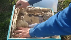 Стимуляция пчел. Получится ли подготовить пчел к акации