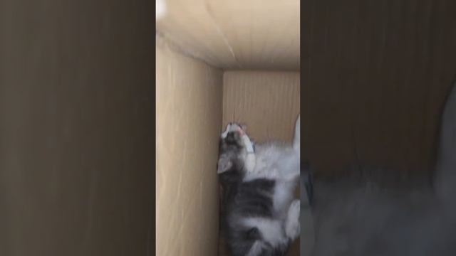 бешенство у кошки (rabies cat) part 2/2 смотреть онлайн