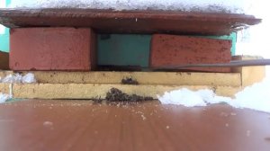 Как я Очищаю Летки и Сетчатое Дно Ульев От Подмора Пчёл  16 02 2014  Температура +4