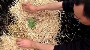 Хочешь вырастить арбуз 30 кг смотри как / Секреты выращивания крупноплодных  арбузов