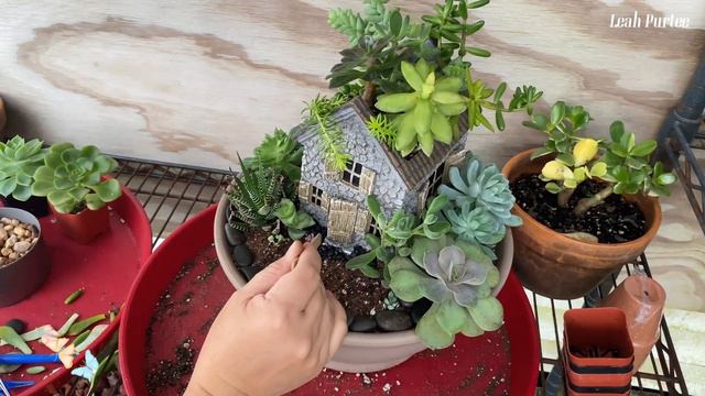 Succulent Arrangement, Tips and Propagation||Simple Arrangement смотреть онлайн