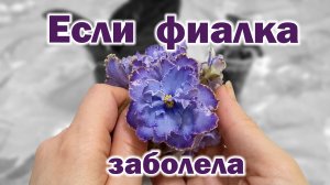 Что делать, если фиалка заболела. Спасаем фиалку. Укореняем черенки. Сносим голову.