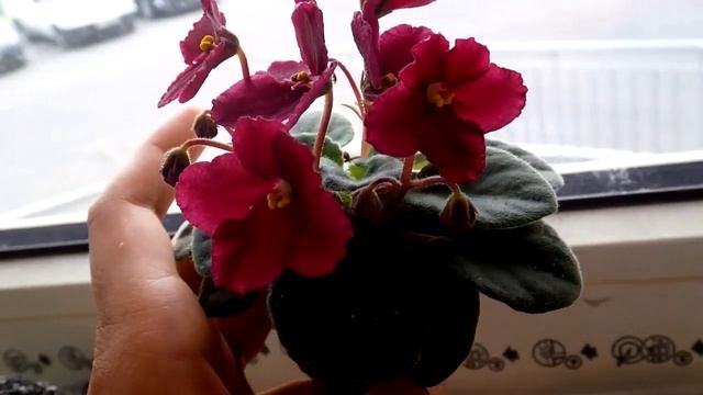 огляд міні фіалки Jolly Mars смотреть онлайн