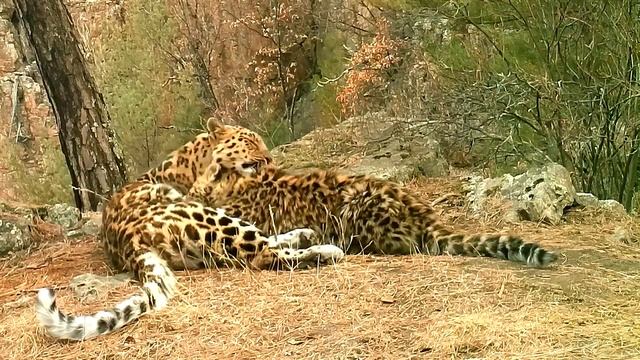 Самка леопарда кормит малыша в Приморье смотреть онлайн