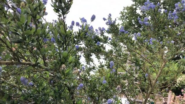 Californian Lilac Ceanothus (ancient?) смотреть онлайн