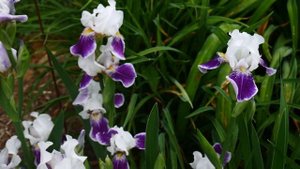 Ирис бородатый бело-фиолетовый .Iris.